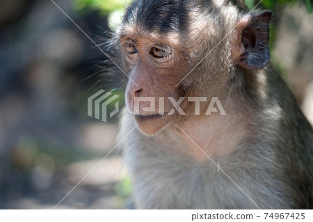 可愛的猴子 可愛的猴子 74967425