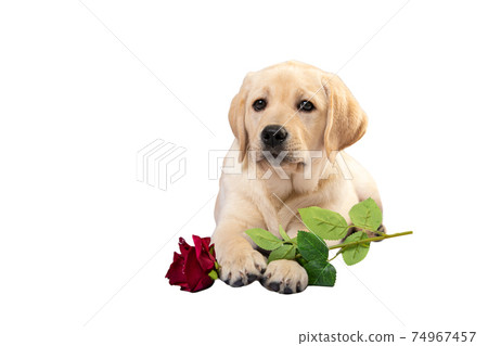 Labrador puppy with rose flower in its paws. Funny dog isolated on white 74967457