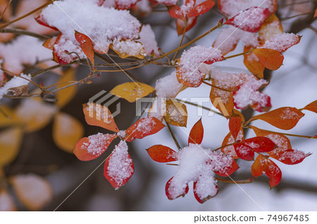 秋葉的Enkianthus perulatus覆蓋著雪 秋葉的Enkianthus perulatus覆蓋著雪 74967485