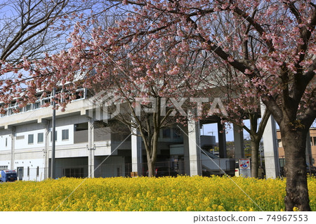 油菜田和櫻花川和町車站前春天 74967553