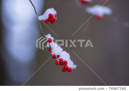 Up of red nuts with snow 74967580