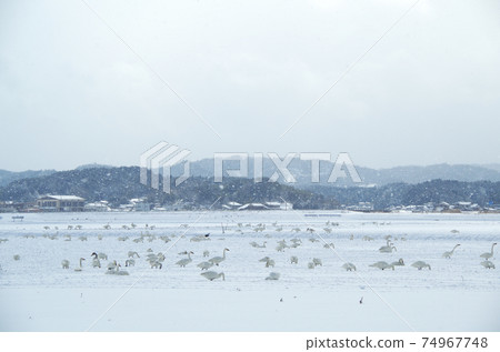 A flock of swans that seek and eat food in the snowy countryside ... Yasugi City, Shimane Prefecture (snow sometimes) 74967748