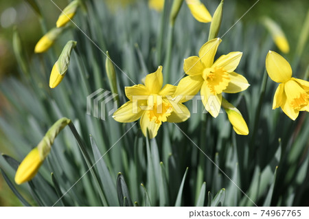 Narcissus (trumpet) Narcissus (trumpet) 74967765
