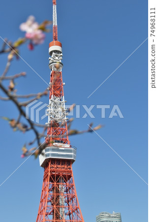 Kawazu Sakura and Tokyo Tower in Shiba Park 74968111