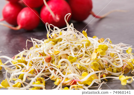 Radish sprouts containing vitamins, healthy nutrition concept Radish sprouts containing vitamins, healthy nutrition concept 74968141