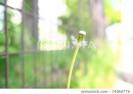 消失的絨毛 74968778