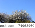 藍天和梅花 74968960
