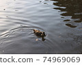 鴨子在池塘里游泳 74969069