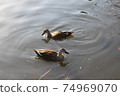 兩隻鴨子 74969070