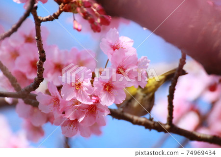 櫻花和梅次郎 74969434