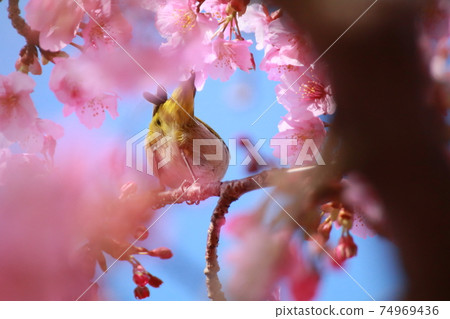 櫻花和mezzo 74969436