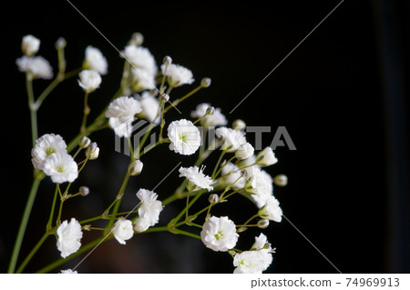 滿天星,黑色背景6 滿天星,黑色背景6 74969913