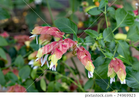 Justicia ironegee cultivated in a Japanese greenhouse Justicia ironegee cultivated in a Japanese greenhouse 74969923