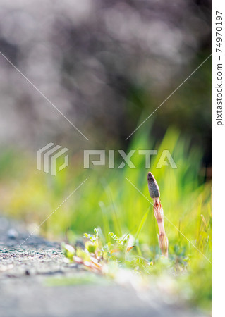 Horsetail in early spring is energetic (image of spring color) Horsetail in early spring is energetic (image of spring color) 74970197
