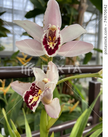 Cymbidium Parisii orchid Cymbidium Parisii orchid 74970642