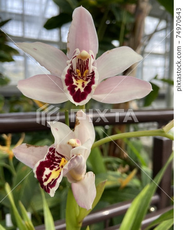 Cymbidium Parisii orchid Cymbidium Parisii orchid 74970643