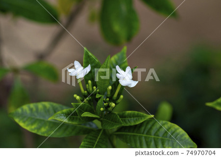 在日本溫室裡盛開的縐茉莉花 在日本溫室裡盛開的縐茉莉花 74970704