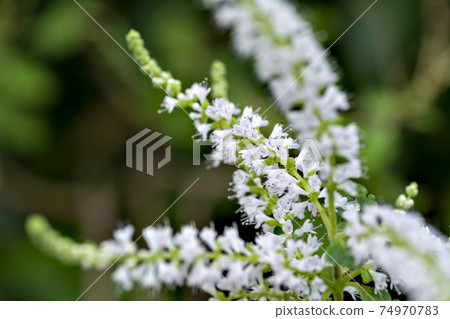 Fubukibana in full bloom in a Japanese greenhouse 74970783