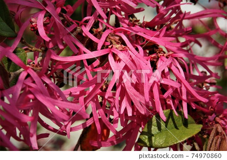 Red flower Red flower 74970860