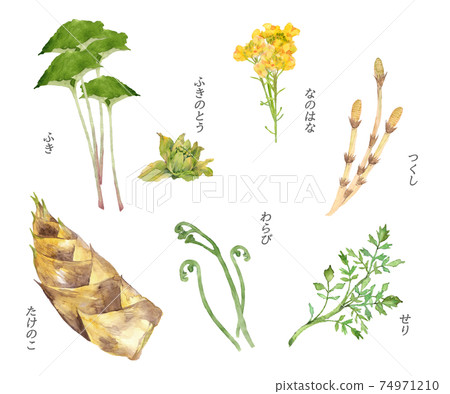 Spring wild vegetable watercolor set 74971210