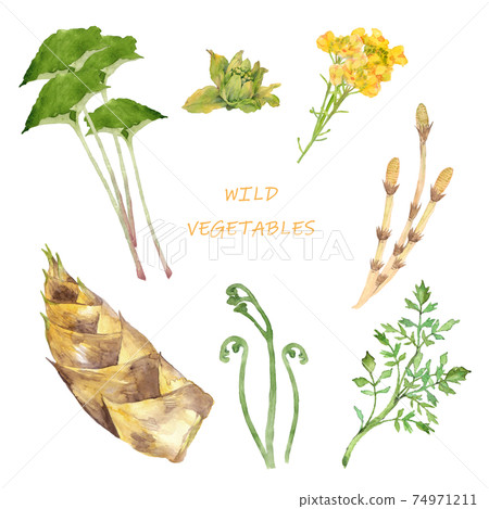 Spring wild vegetable watercolor set 74971211