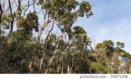 Early spring in Koajiro no Mori, Miura City, Kanagawa Prefecture, an unexplored region of the Kanto region 74971396