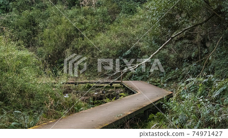Early spring in Koajiro no Mori, Miura City, Kanagawa Prefecture, an unexplored region of the Kanto region Early spring in Koajiro no Mori, Miura City, Kanagawa Prefecture, an unexplored region of the Kanto region 74971427