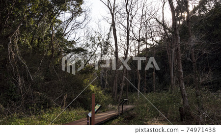 Early spring in Koajiro no Mori, Miura City, Kanagawa Prefecture, an unexplored region of the Kanto region 74971438