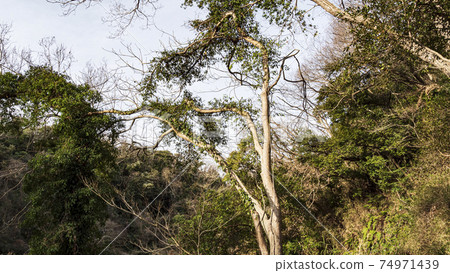 Early spring in Koajiro no Mori, Miura City, Kanagawa Prefecture, an unexplored region of the Kanto region 74971439