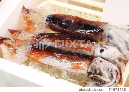 在新潟市場上銷售的魷魚 74971518