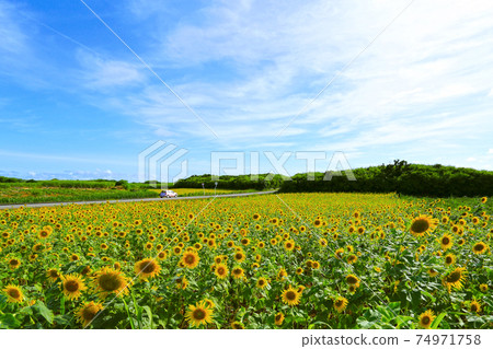 Okinawa Irabu Island Drive Sunflower Field Okinawa Irabu Island Drive Sunflower Field 74971758