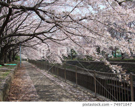 春天Zenfukuji河綠地與櫻花（靠近尾崎橋） 74971847