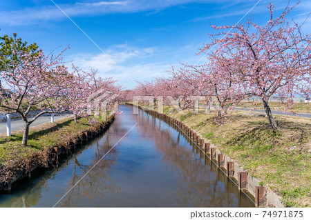 三重縣松阪市沿水道開出的松川津櫻路 74971875