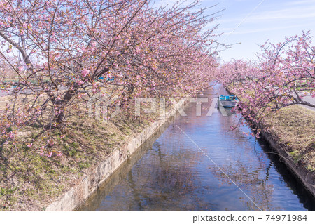 三重縣松阪市的松川津櫻路和水道上盛開的船隻 74971984
