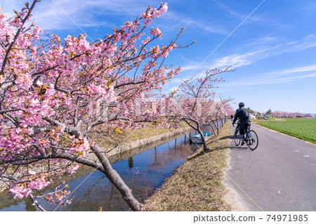 三重縣松阪市的Ka松川津櫻路和沿水道盛開的船隻 三重縣松阪市的Ka松川津櫻路和沿水道盛開的船隻 74971985