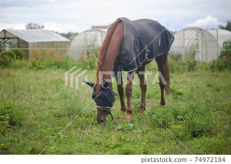 Red horse eating green grass on a field near by house and trees outdoors Red horse eating green grass on a field near by house and trees outdoors 74972184