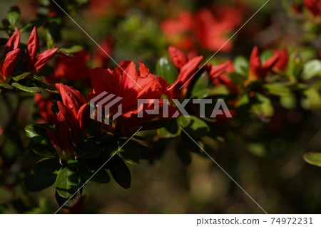 杜鵑花（紅色） 74972231