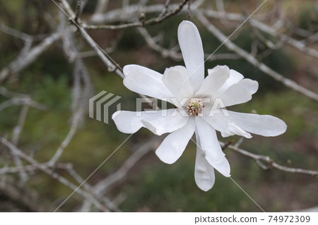 A white kobus flower is uploaded from directly above. 74972309