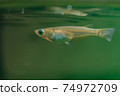Wild medaka 74972709
