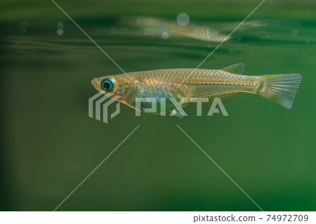 野生青蛙 74972709