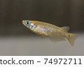 Male wild medaka (Kitano medaka) 74972711
