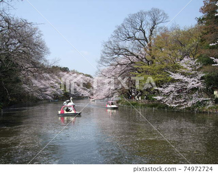 櫻花祝福公園的春天井之頭公園（井之頭池塘） 74972724
