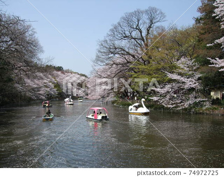 櫻花祝福公園的春天井之頭公園（井之頭池塘） 74972725