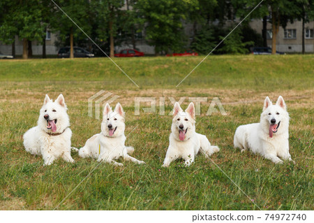 Four beautiful white Swiss shepherds pose lying down 74972740