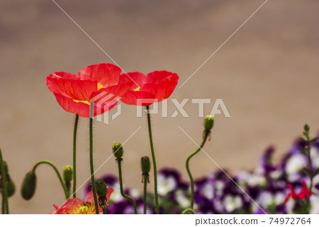 Flower poppy Flower poppy 74972764