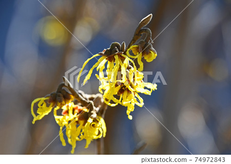 Manxaku（全麥） 74972843