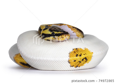 Piebald Ball Python on white background 74972865
