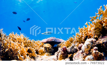 Underwater photograph of Tokashiki Island 74973022