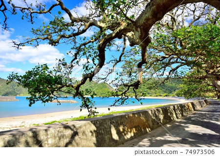 角島，大海的大海和Deigo樹 74973506