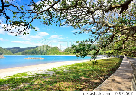 角島，大海的大海和Deigo樹 74973507